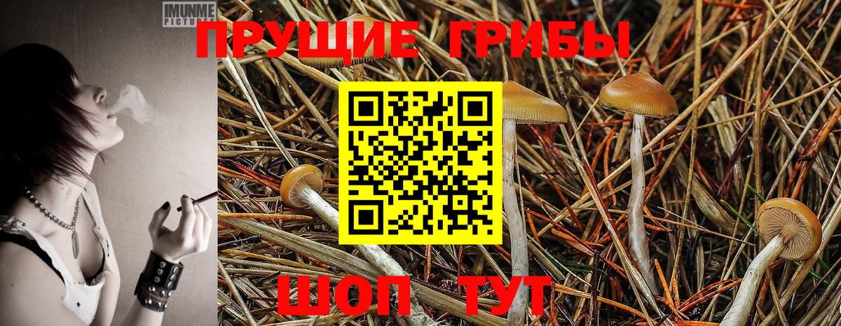 Чайковский  Галлюциногенные грибы Magic Shrooms  Вход с VPN 